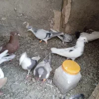 کبوتر پرشی