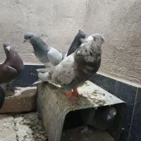 کفتر خوب|پرنده|شیراز, حومه شیراز|دیوار