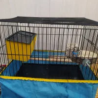 طوطی برزیلی|پرنده|پاوه, |دیوار