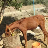 فروش مادیان وکره|اسب و تجهیزات اسبسواری|سامان, |دیوار