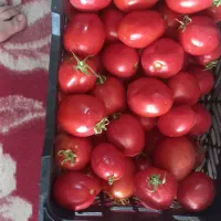 گوجه درجه یک