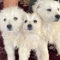 سگ پا کوتاه