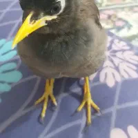 مرغ مینا سخنگو و کاملا دستی