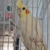 عروس هلندی|پرنده|ماکو, |دیوار