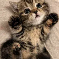 گربه های نژاد بریتانیایی و اسکاتلندی و پرشین کت|گربه|کرج, عظیمیه|دیوار