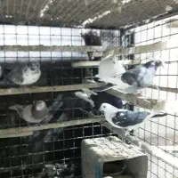 چند جفت مایه کبوتر|پرنده|تهران, تهرانپارس غربی|دیوار