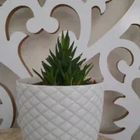 گل کاکتوس آپارتمانی