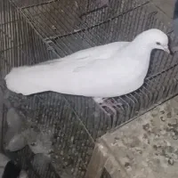 کبوتر