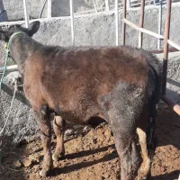 گوساله نر سوئسی