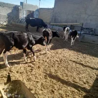 گوساله نر|حیوانات مزرعه|شیراز, دروازه اصفهان|دیوار