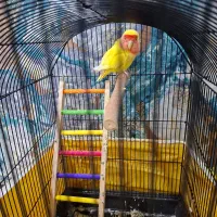 طوطی برزیلی