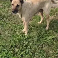 سگ سرابی|حیوانات|تالش, طولارود|دیوار