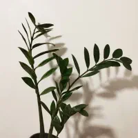 گل طبیعی|گل و گیاه طبیعی|اهواز, کوی مهدیس|دیوار