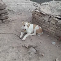 توله‌ماده‌۴ماه