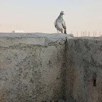 سبز،سفید‌پرشی|پرنده|شیروان (خراسان), |دیوار