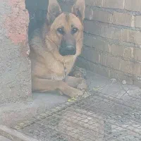 سگ ژرمن یک ساله نر