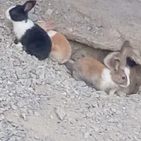 خرگوش بامزه و تمیز