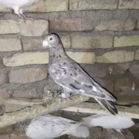 کوهی نر|پرنده|بهار, |دیوار