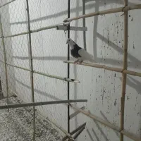 کبوتر کاکل|پرنده|قرق, |دیوار