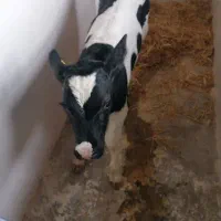 فروش گوساله|حیوانات مزرعه|چترود, |دیوار