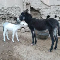 خر ماده