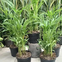 کلکسیونی|کلکسیون و سرگرمی|مشهد, حیدرآباد|دیوار