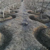 خدمات باغبانی اصفهان