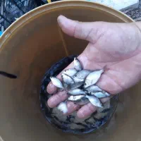 ماهی کپور عمده ارسال به تمام شهرهای ایران|ماهی|سنگر, |دیوار