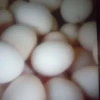 تخمه مرغ محلی