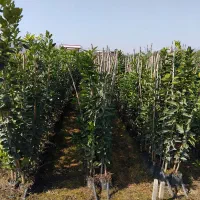 فروش انواع نهال مرکبات ۱۰۰ درصد تضمینی در رقم|خدمات باغبانی و درختکاری|قائم‌شهر, |دیوار