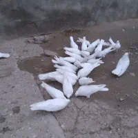 چند تا کبوتر سفید کاکلی و ساده نوک ریز|پرنده|ملکان, |دیوار