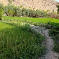 نشا عنبر بو تومه