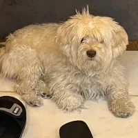 واگذاری سگ ازار دیده فاز۱۱