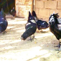 سلام تخم مرغ نطفه دار|حیوانات مزرعه|رفسنجان, |دیوار