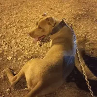 سگ پینت بول