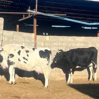 گاو هلشتاین فروشی