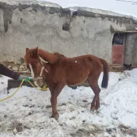 اسب ماده|اسب و تجهیزات اسب‌سواری|بجنورد, |دیوار