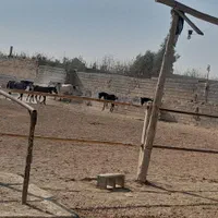 اموزش سوارکاری فروش پانسیون باشگاه شاهین