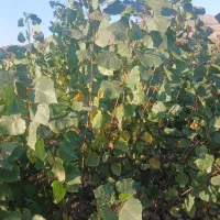 نهال صنوبر ترک و تبریزی یکساله و دوساله|خدمات باغبانی و درختکاری|مینودشت, |دیوار