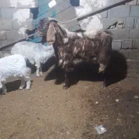 نربز دوساله پاکستانی