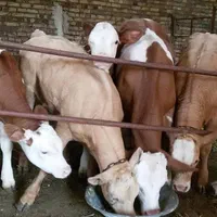 فروش‌گوساله با‌فاکتور و مجوز قانونی