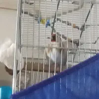 سهره مست مست بخوان دهن مجلسی|پرنده|صحنه, |دیوار