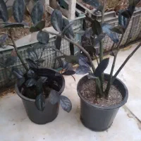 زاموفیلیا زاموفولیا بلک|گل و گیاه طبیعی|مشهد, هنرور|دیوار