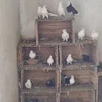 کبوتر خوشگل پرشی نشاندار جفتی|پرنده|رشت, گیل|دیوار