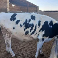 تلیسه . گاو .آبستن سنگین