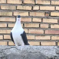 ساده سیاه پاک پرشی|پرنده|مشهد, رضاییه|دیوار