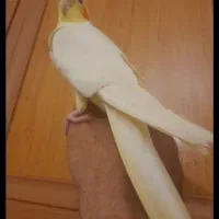 عروس خوشگل جوان نر سخنگو فول رام