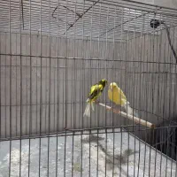 ۲جفت قناری و فنچ بنگالی|پرنده|خمینی‌شهر, |دیوار