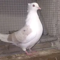 دوبال. پشدار