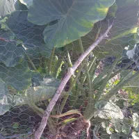 کل بابا آدم ونخل